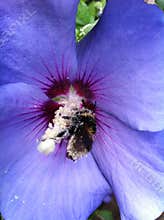 Bee bathes in pollen from a hibiscus flower