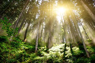Mystic Forrest