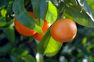 Citrus Fruit on the tree