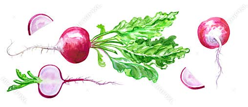 Red radish, set, watercolor drawing on white background