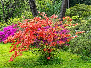 Red Deciduous azalea shrub