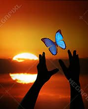 Hands reaching for Butterly