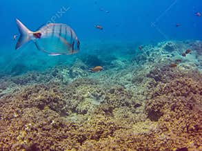 Fish in the ocean background, Diplodus sargus and Chromis limbata off the coast of the Canary Islands in the Atlantic ocean