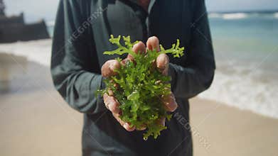 Seaweed farmer holds a handful of fresh seaweed on beach in Indonesia
