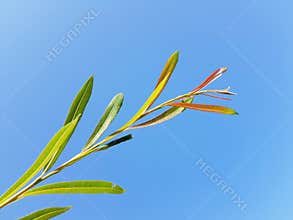 Plant over blue summer sky. Sun beams on plant. Clean sky.