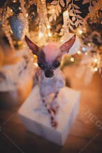 Peruvian hairless and chihuahua mix dog in festivaly decorated room with Christmass tree