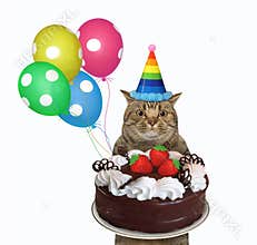 Cat carries chocolate cake 3