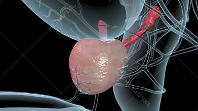 Prostate cancer overview