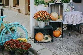 Pumpkins and autumn flowers on wooden boxes, rustic modern decor of city street in fall. Happy Thanksgiving and Halloween.