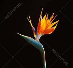 Brightly colored bird of paradise flower on fire