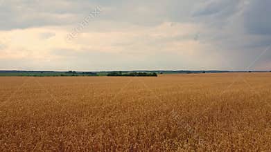 Flight over the wheatfield. Gold wheat. Cinematic drone shot.