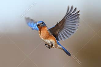 Bluebird In Flight