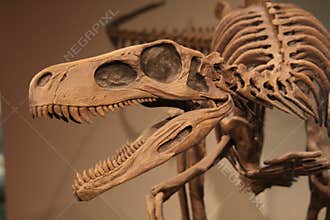 Dinosaur