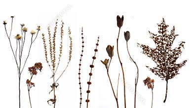 Grunge design nature elements