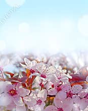 Sacura flowers