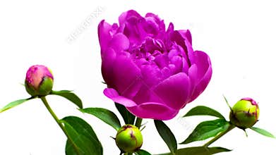 Time lapse of pink elegant blooming peony flowers isolated on white background
