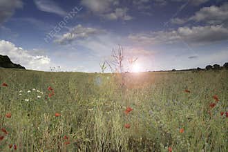 The sun sets over a field full of summer flowers