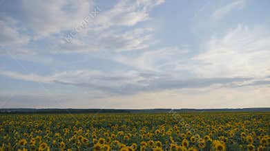 Yellow sunflower flowers. Agricultural land.