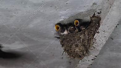 Barn Swallow feeding chicks
