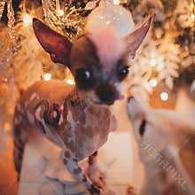 Peruvian hairless and chihuahua mix dog in festivaly decorated room with Christmass tree