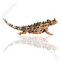 Thorny devil isolated on white background