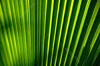 Palm leaf detail