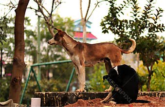 alertness stray dog on alert