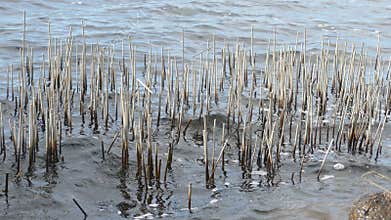 Cut of stems of lake reed after winter harfest.
