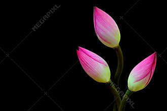 Three bicolor lotus flower buds against dark background