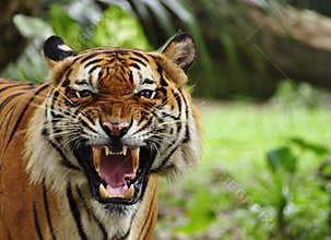 Roaring tiger
