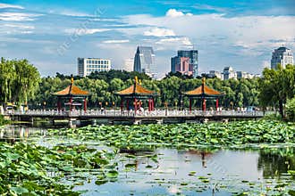 Lotus blooming in the water in Nanhu Park, Changchun, China
