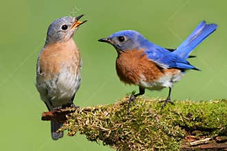 Pair of Eastern Bluebird