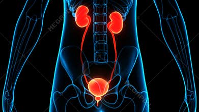 Human Internal Organs Urinary System Kidneys with Bladder Anatomy Animation Concept