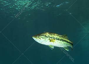 Florida Largemouth Bass - Rainbow River