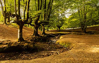 In the forest there is no risk of contagion by covid-19