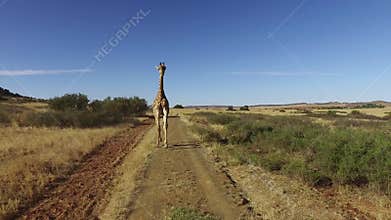 Demonstration of a giraffe running motion