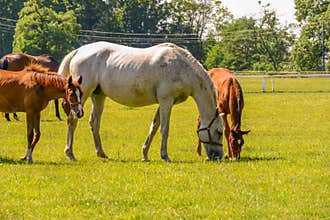 The horses running on the paddock.