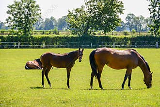 The horses running on the paddock.