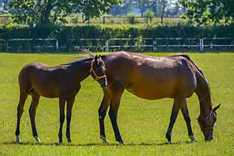 The horses running on the paddock.