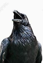 Royal black raven isolated on white background, Tower of London - UK