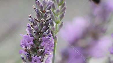 A bumblebee pollinates blossoms of lavender
