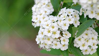 White Spiraea Spiraea bushy.