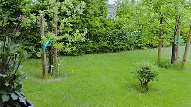 Beautiful landscape view of private garden. Summer grass lawn, peony bush, apple tree, cherry tree.