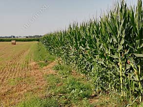 Wheat and maize  agriculture  environment