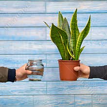 Snake Plant, Viper`s bowstring hemp and Water bottle