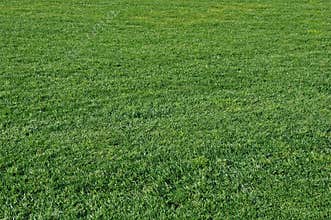 Green grass