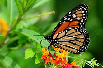 Monarch Butterfly