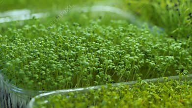 Juicy and young sprouts of micro greens in the greenhouse. Growing seeds. Healthy eating
