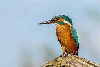 Kingfisher. Alcedo Atthis.