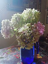 Pastels hydrangea with soft  pink colours